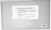 Echinoderma asperum image